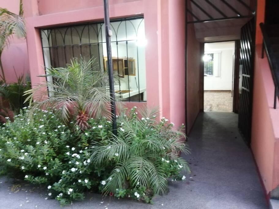 un edificio rosa con plantas delante de una puerta en Departamento Completo Zona residencial la Molina, en Lima