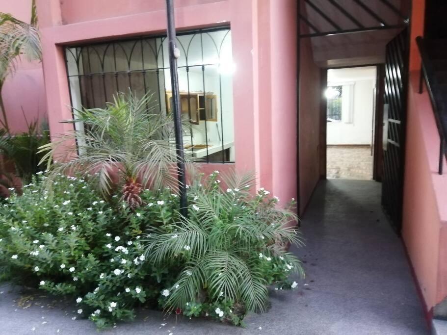 a pink building with plants in front of a door at Departamento Completo Zona residencial la Molina in Lima