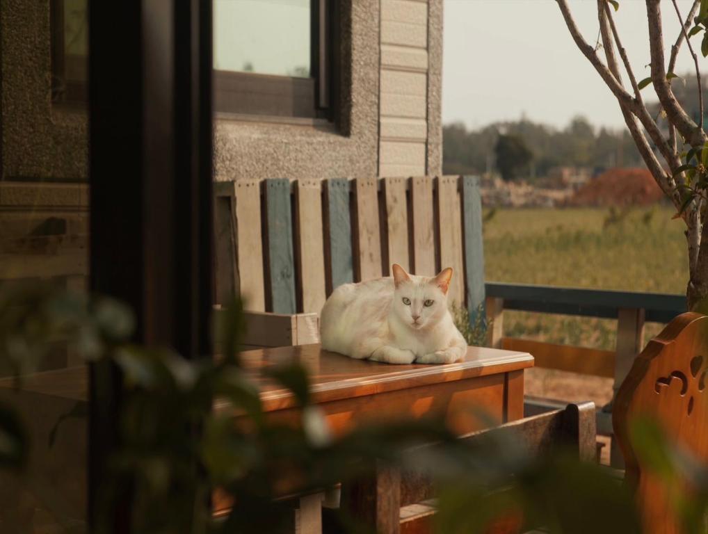 Fotografie z fotogalerie ubytování White Cat B&B v destinaci Jinning