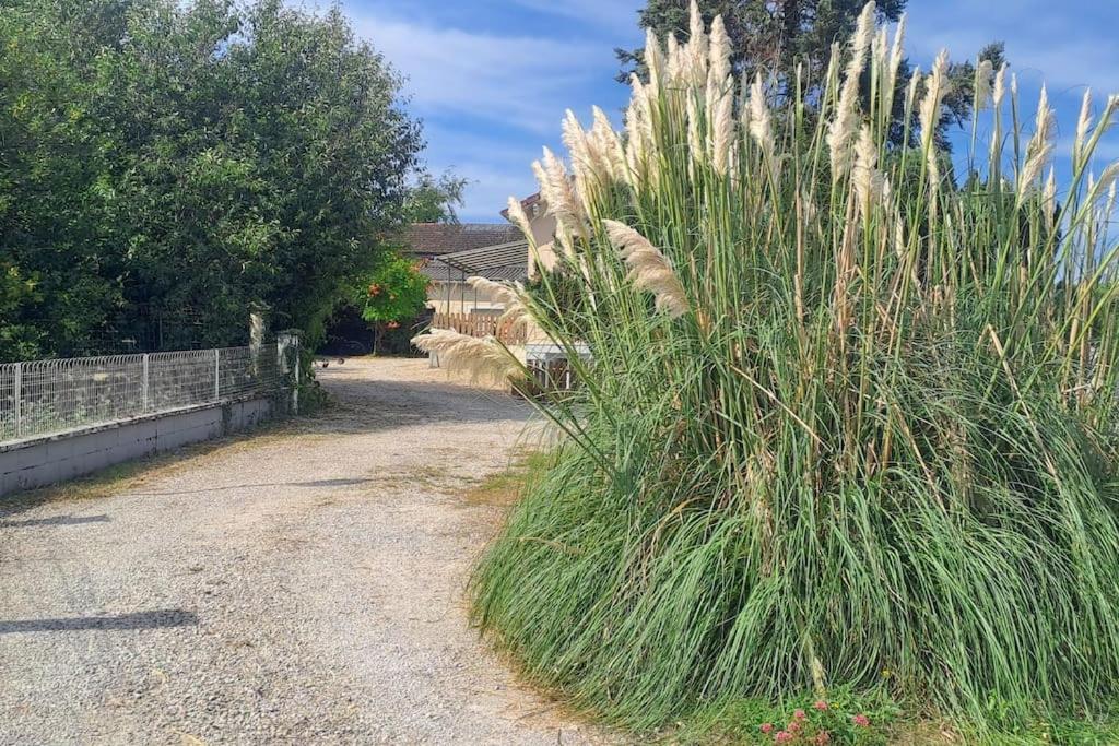 a tall grass bush next to a dirt road at Charmante petite maison in Torcenay