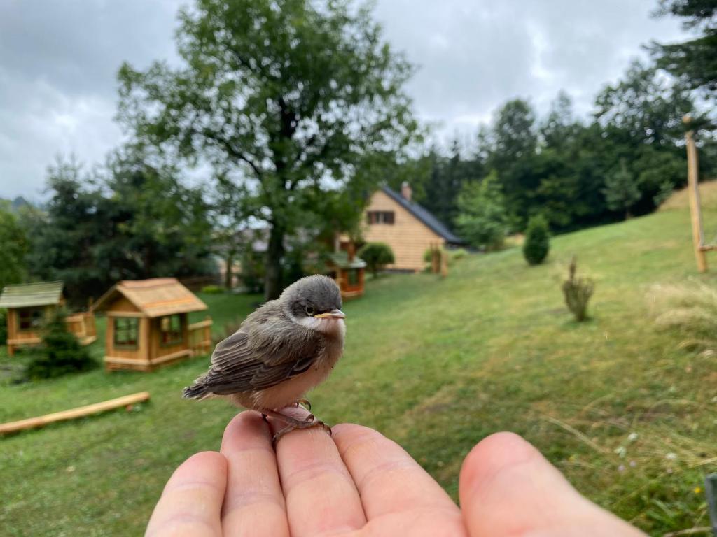 una persona sosteniendo un pequeño pájaro en una mano de persona en Children Cottage Župkov - in gorgeous valley en Župkov