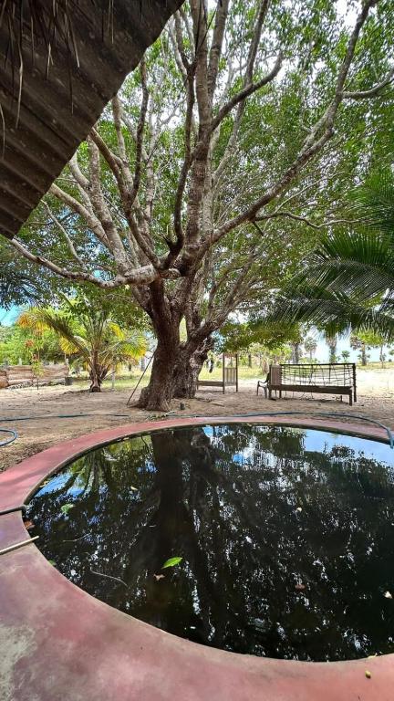Zahrada ubytování Coconut Bungalows