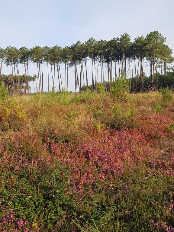 a field of grass with trees in the background at Le mas des Landes in Vielle-Saint-Girons