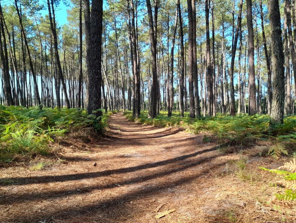 a dirt road in a forest with trees at Le mas des Landes in Vielle-Saint-Girons