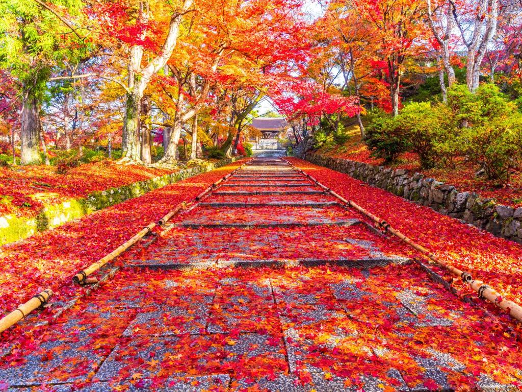 Zahrada ubytování eph KYOTO