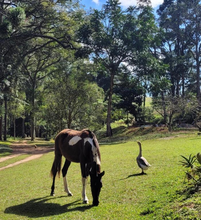 Cachoeira da Gomeira Hospedaria Camping