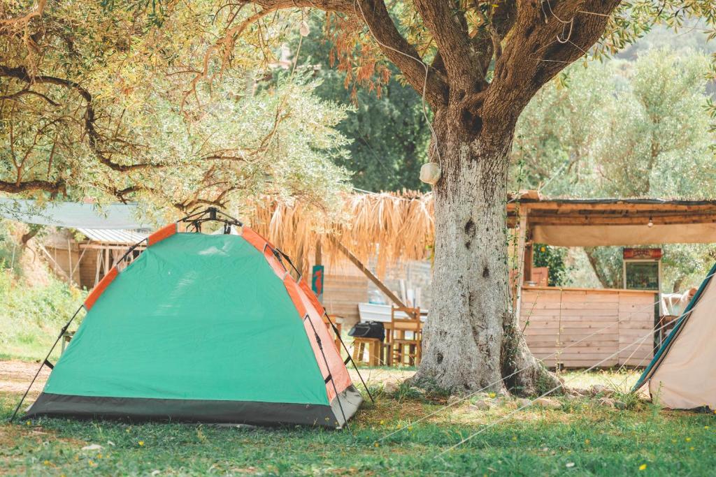 Zahrada ubytování Olive Camping