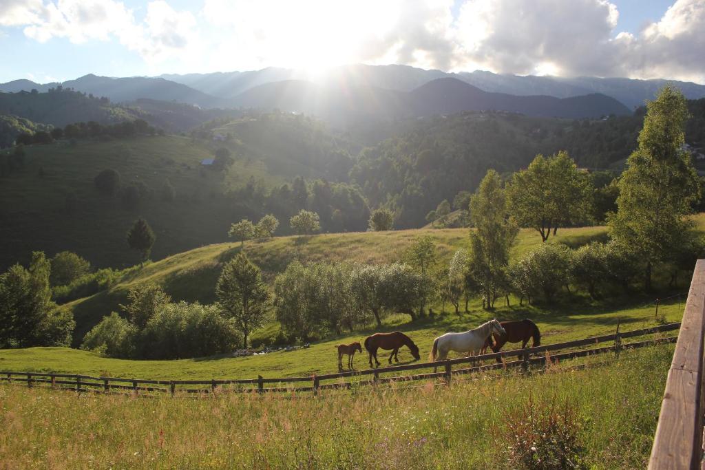 three horses grazing in a field next to a fence at Akasha Retreat - Nature, Yoga & Wellness, Healthy Food & Drinks in Peştera