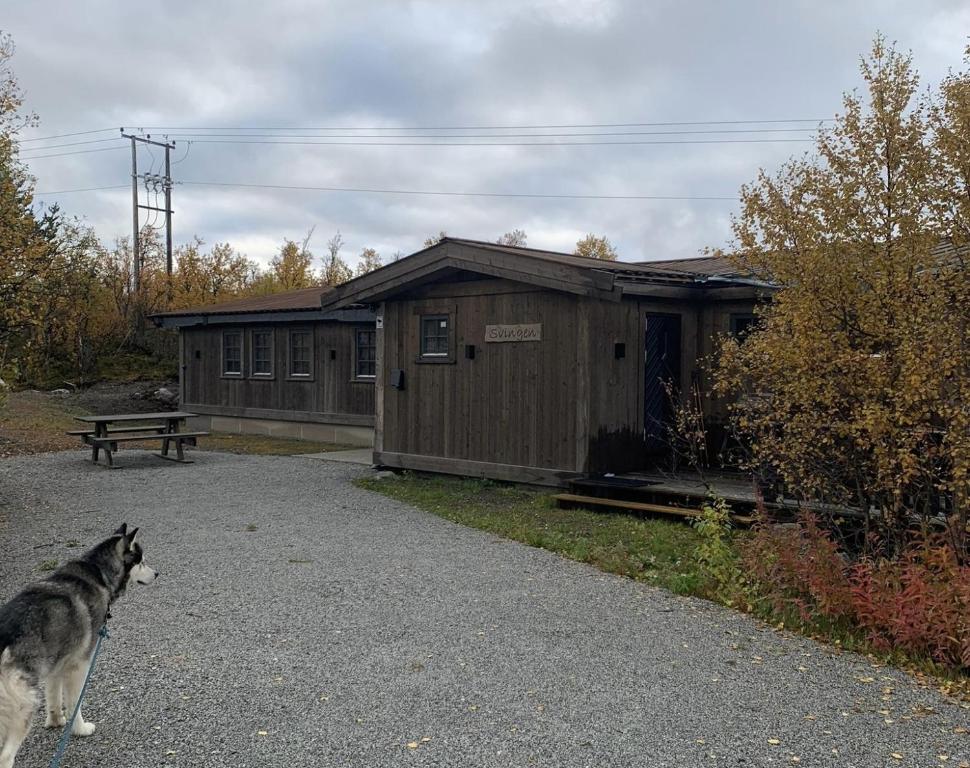 een hond staat voor een gebouw bij New mountain lodge - Geilo-Kikut - Great location in Geilo