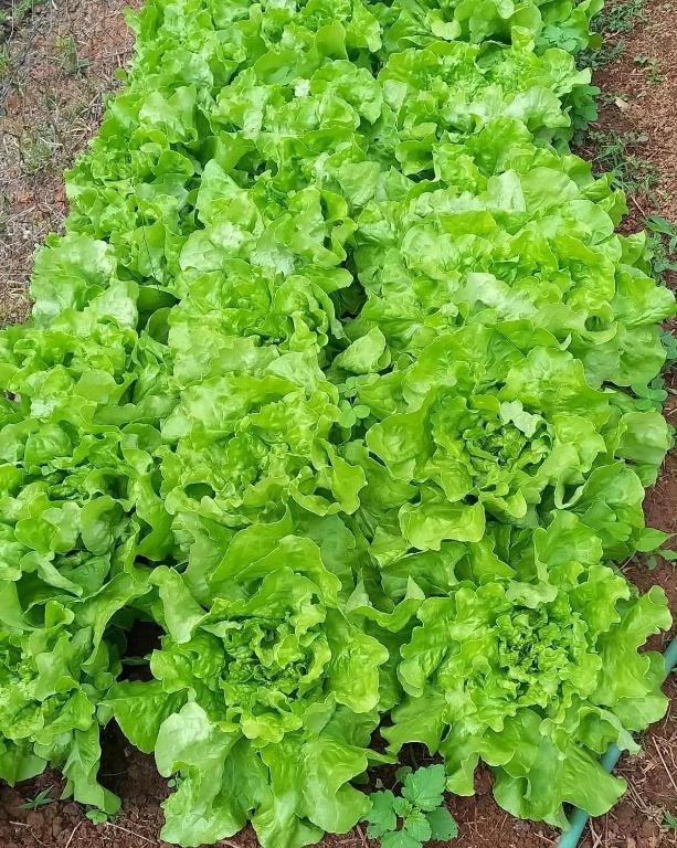 Pousada Recanto das Hortênsias