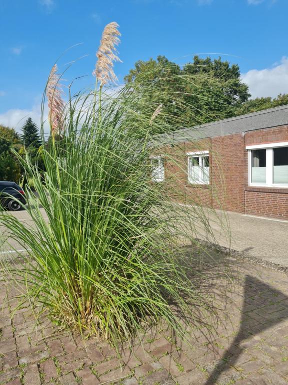 une grande plante d'herbe devant un bâtiment dans l'établissement Apartmenthaus am Park, à Wilhelmshaven