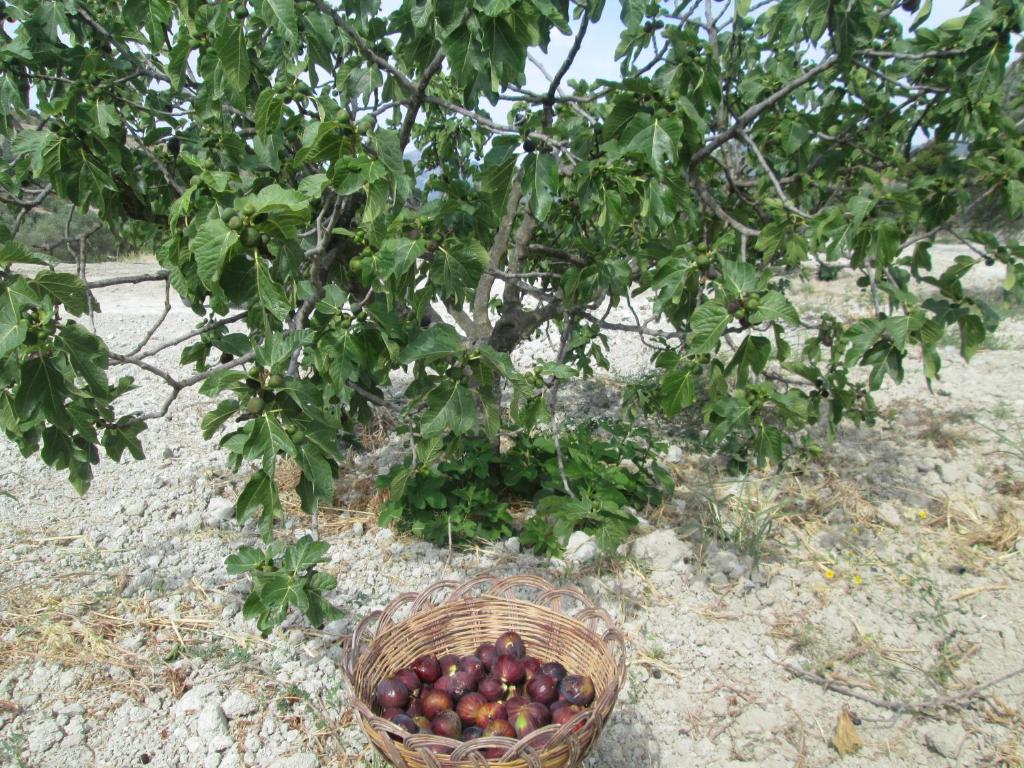 Сад в Agriturismo Donna Beatrice