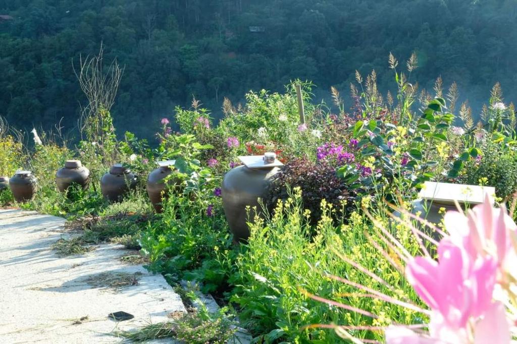 un groupe d’oiseaux assis dans un champ de fleurs dans l'établissement Sapawine Homestay, à Sa Pa