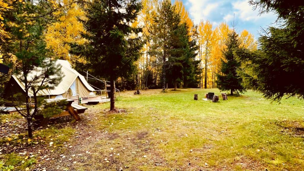 a tent in the middle of a field with trees at Glamping Höga Kusten in Undrom