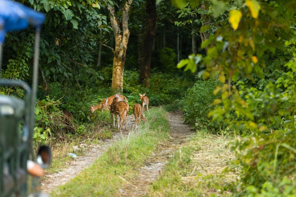 Altri animali domestici presso l'hotel o nei dintorni