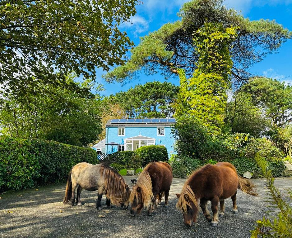 een groep paarden die voor een huis grazen bij Bay View Cottage in St Austell