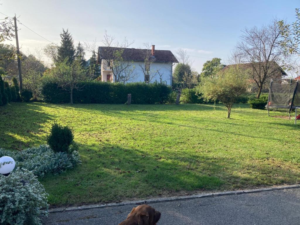 pies patrzy na podwórko z domem w obiekcie House in Village Jelić 