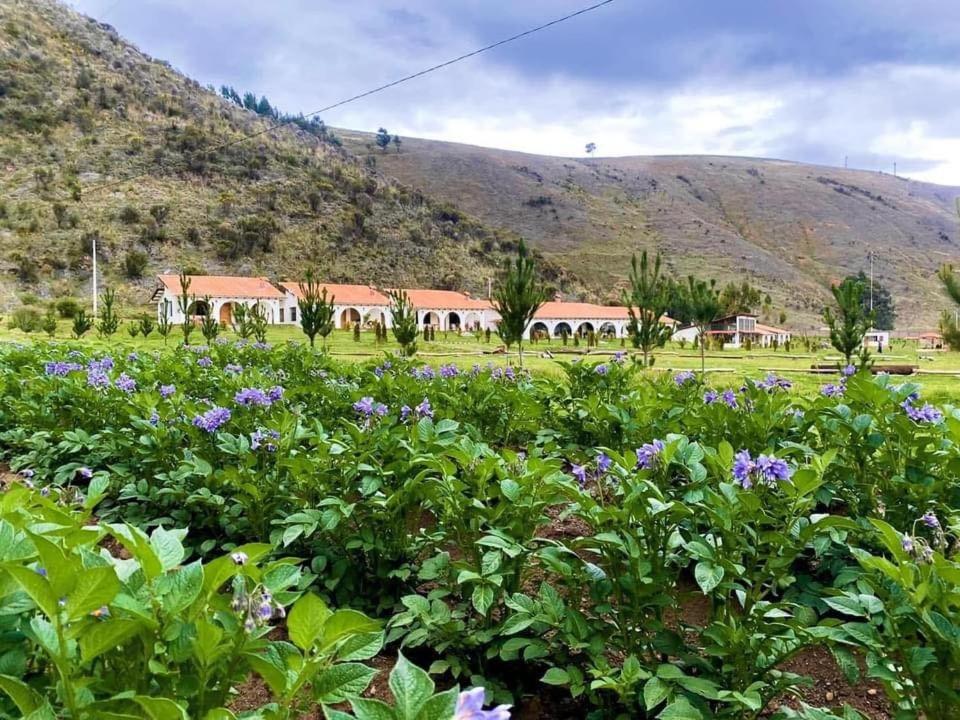un champ de fleurs violettes devant une montagne dans l'établissement Fundo Alma Andina, à Jauja