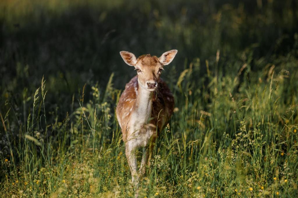ein Reh, das auf einem Feld von hoher Wiese steht in der Unterkunft Chez Bernadette Alsace prox Route des Vins et Europa Park Rulantica in Marckolsheim
