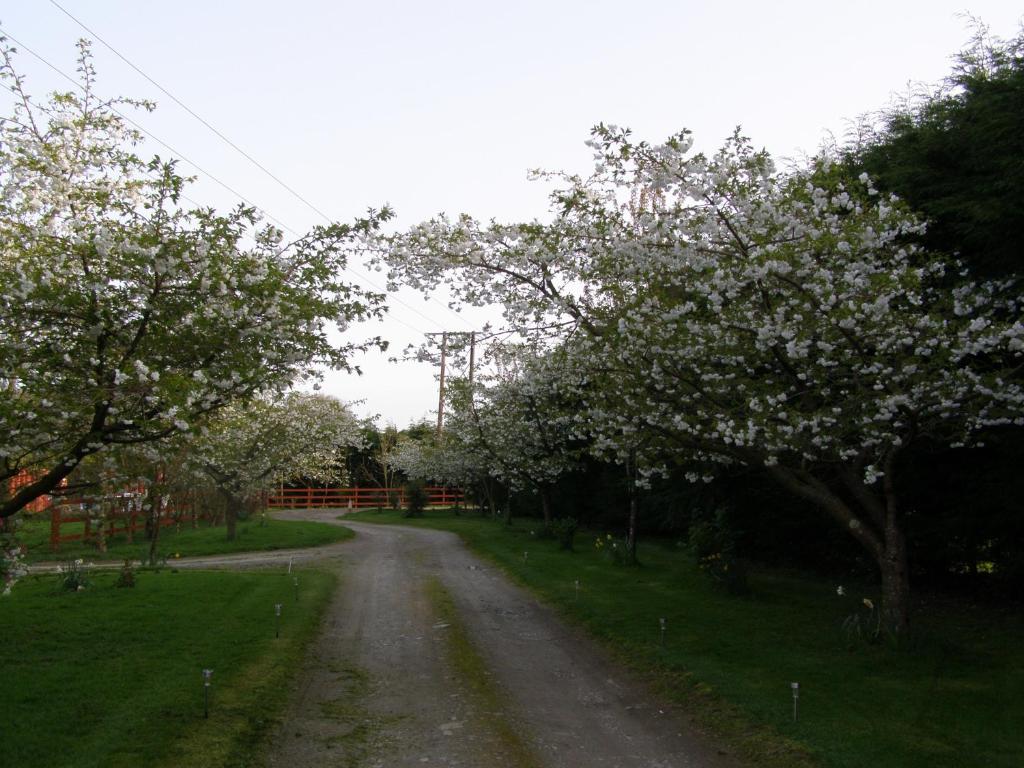 a dirt road with trees on the sides of it at Killurin Lodge in Wexford