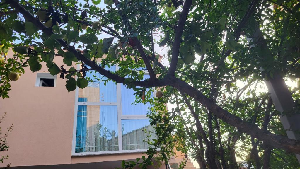 une fenêtre dans un bâtiment avec des arbres au premier plan dans l'établissement Karanxha's room, à Tirana