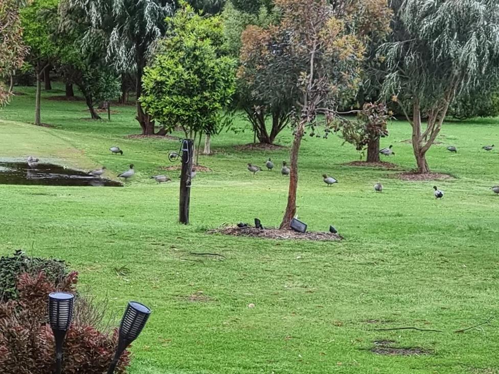 a group of birds sitting in a grass field at The Pavilion on Grossman's in Torquay