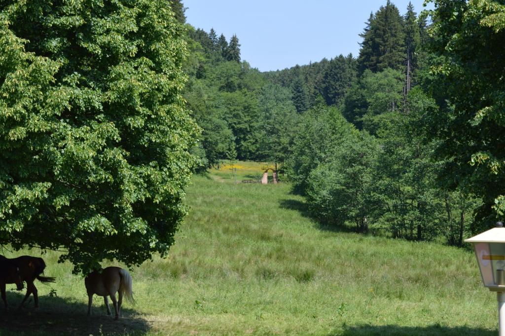Příroda nedaleko hotelu