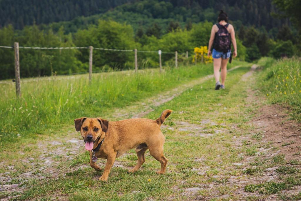 Schwarzwald Panorama - One-Bedroom Apartment (dog Allowed)