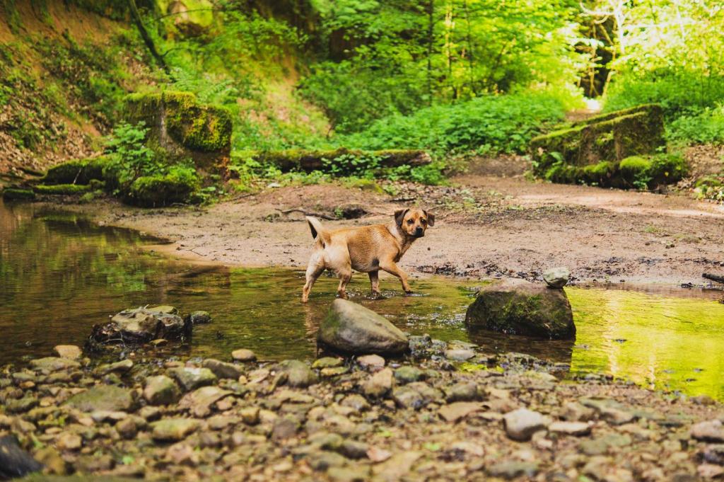 Schwarzwald Panorama - Superior Double Room (Dog Allowed)
