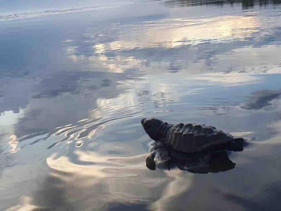 una tortuga nadando en el agua en Casa del Sol, en Parrita