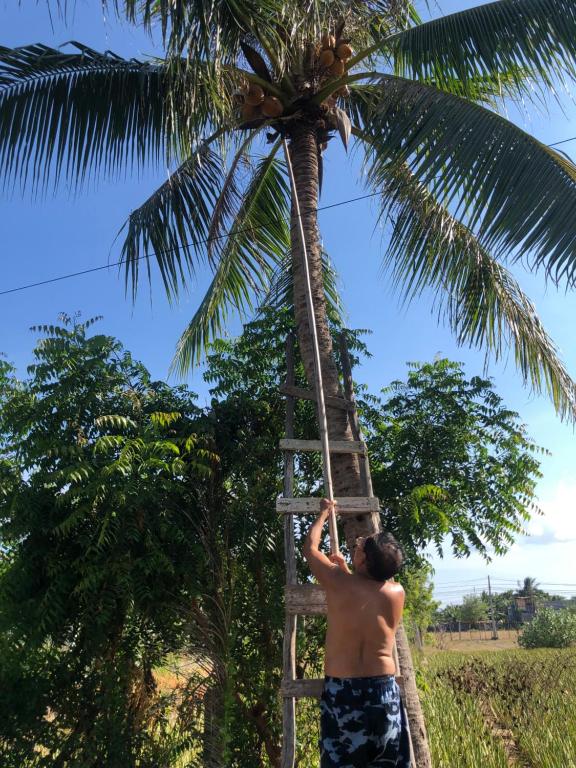 a man climbing a palm tree with a ladder at sau khách sạn phong lan in Phan Rang