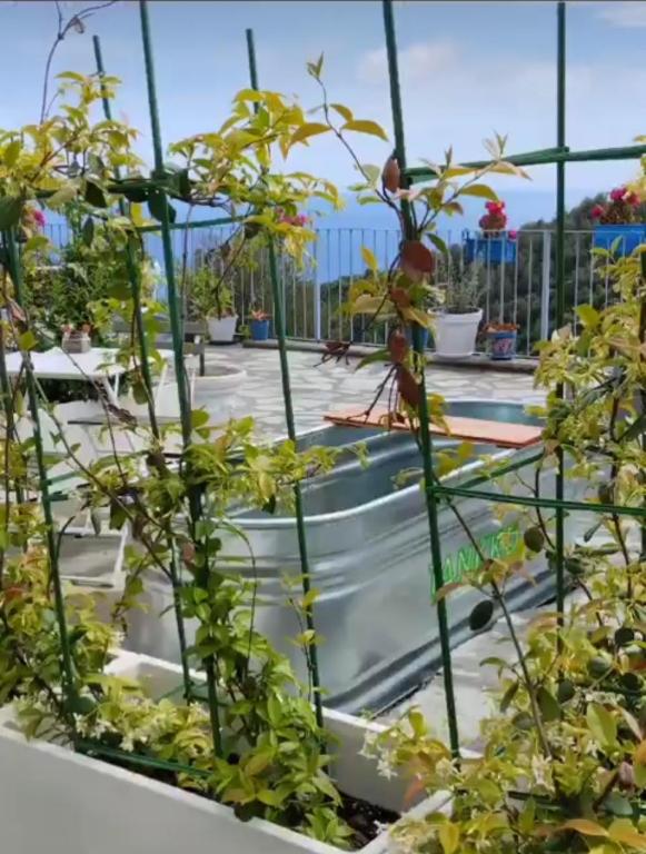 a greenhouse with plants growing in it at Message in a Bottle Bed and Breakfast in Camporosso