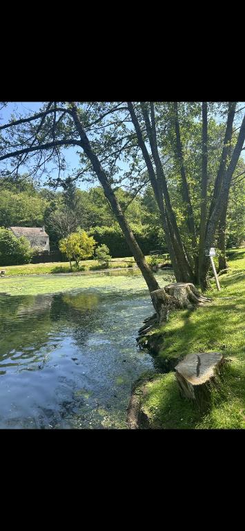 a body of water with a tree in the grass at Charmant studio au bord du lac d’Elancourt village in Élancourt