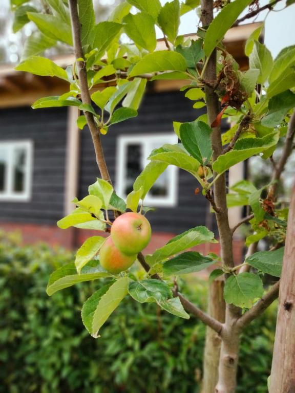 Fotografie z fotogalerie ubytování Bed & Breakfast Bij de Wilg v destinaci Laren