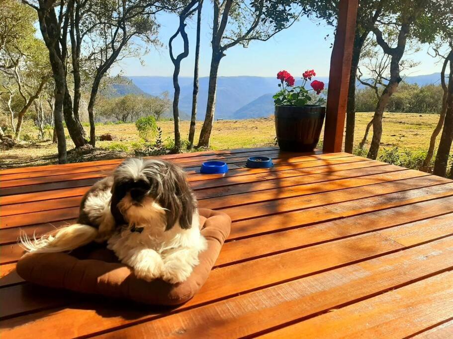 a dog in a dog bed on a wooden table at Cabana no alto do morro in Nova Petrópolis