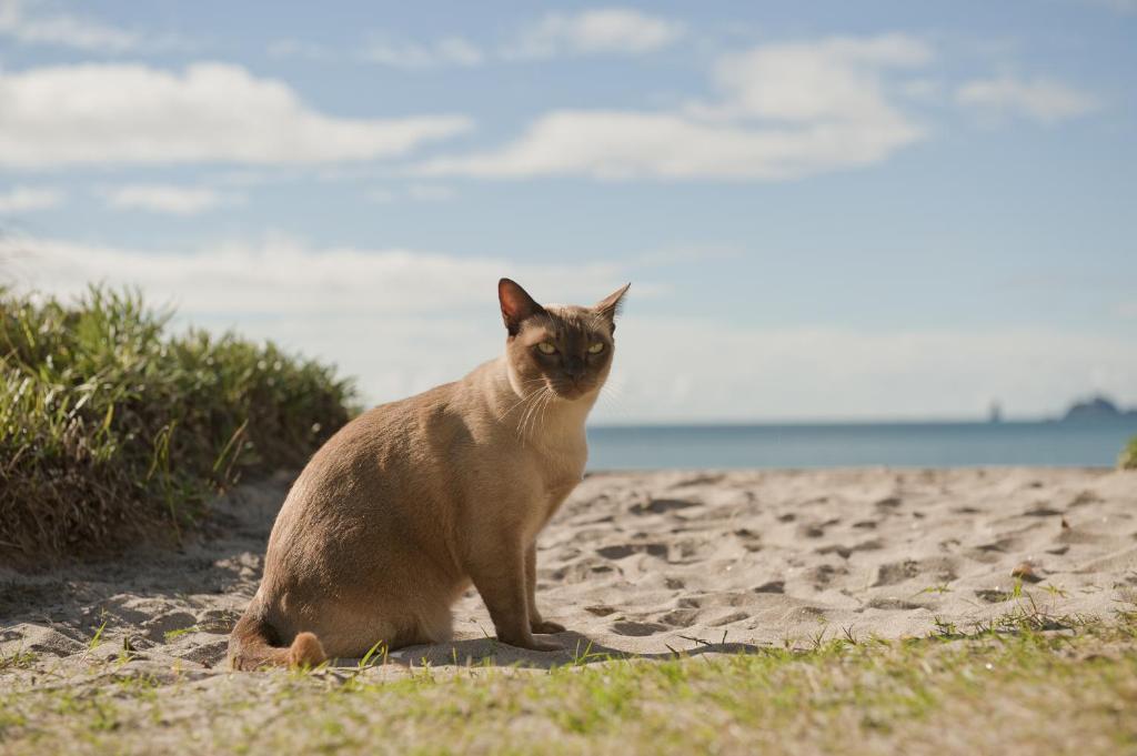 Beachfront Resort - Resim 19