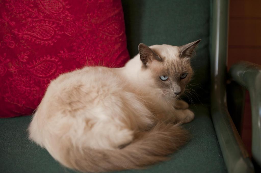 Beachfront Resort - Resim 32