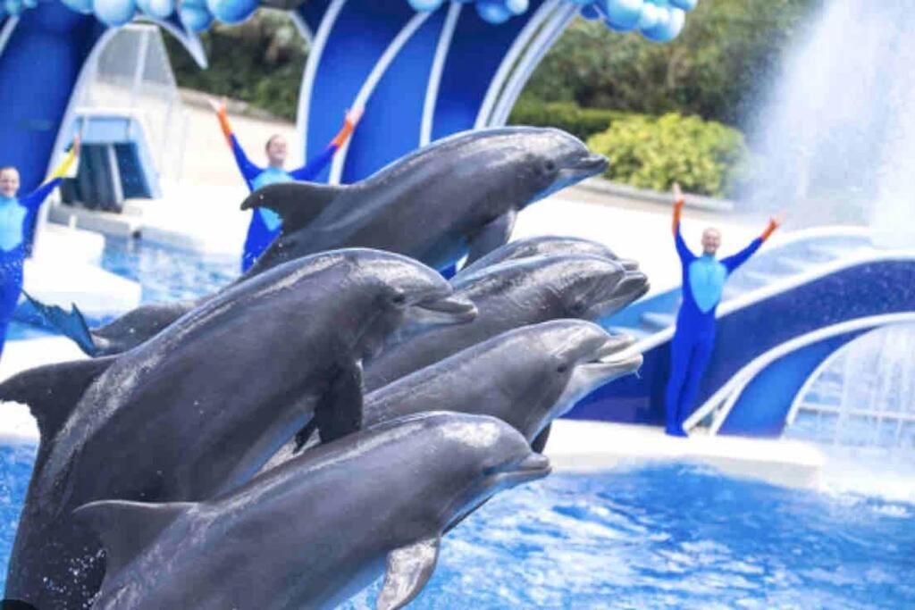 a group of dolphins in a water park at Cocoa, Beach house in Cocoa