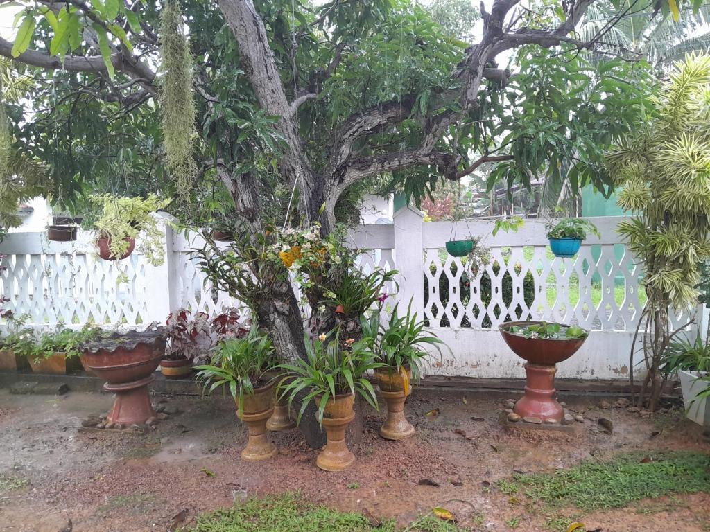 una cerca blanca con macetas delante de un árbol en Ralph recedency, en Kochchikade