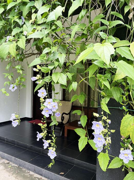 Giardino di Dambulla Rock Arch