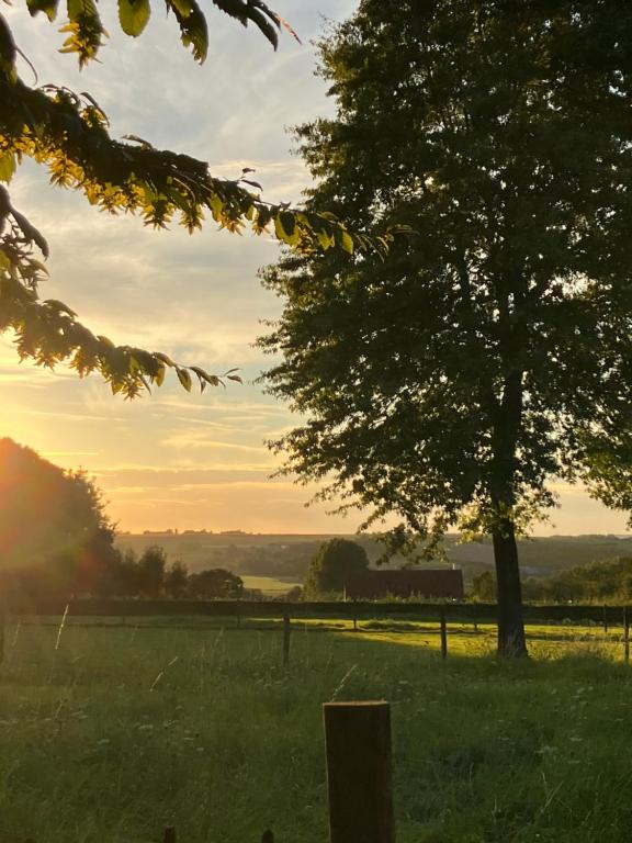 un árbol en un campo con la puesta de sol en el fondo en Amberhoeve, en Schorisse