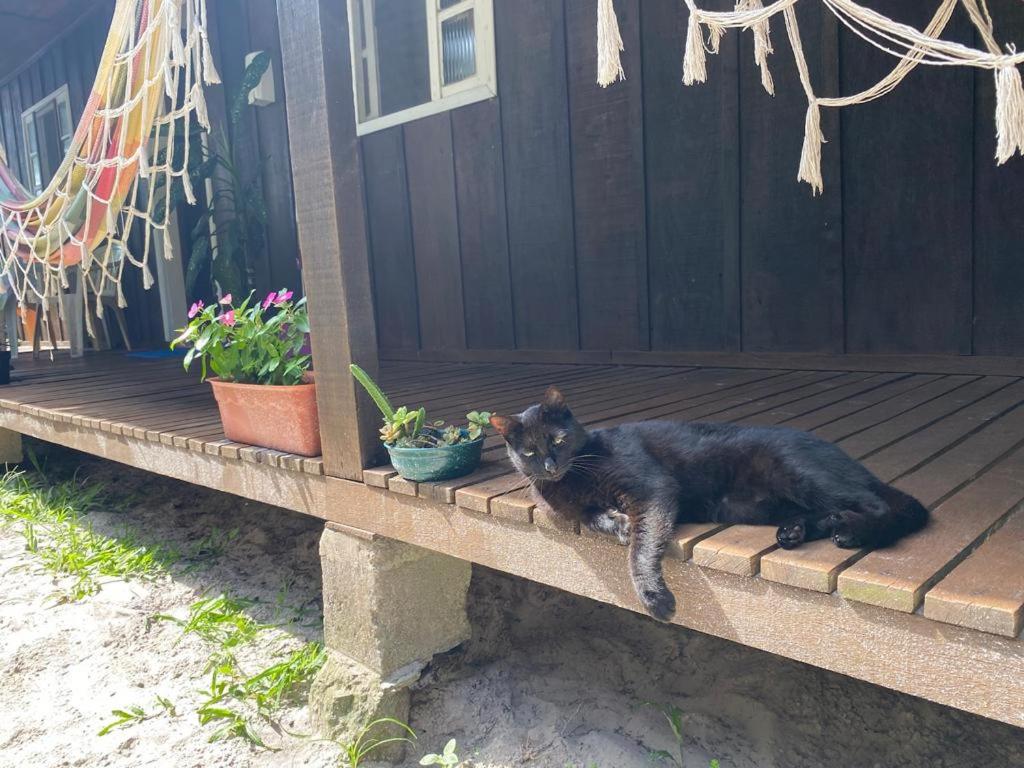 Domácí mazlíčci ubytovaní s hosty v ubytování Pousada Sol e Mar
