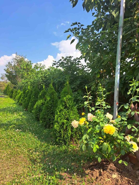 Zahrada ubytování Tiva kucazaodmor-Fruska Gora