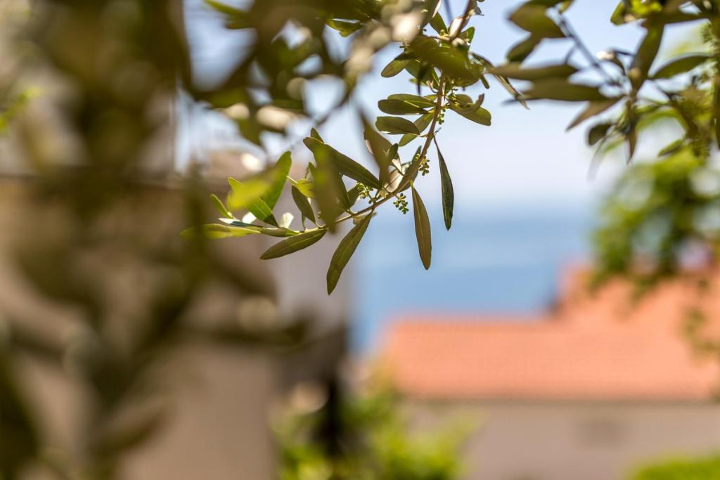 Príroda v okolí apartmánu
