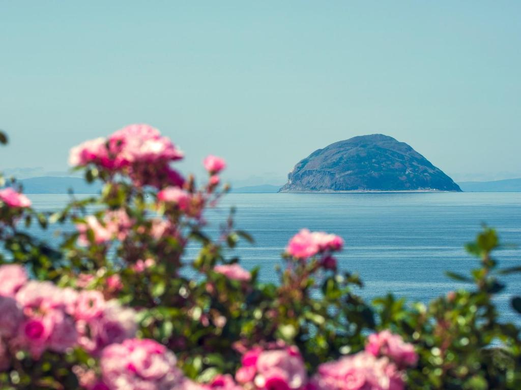 a bush with pink flowers in front of a body of water at Cairn-o-mhor in Lendalfoot