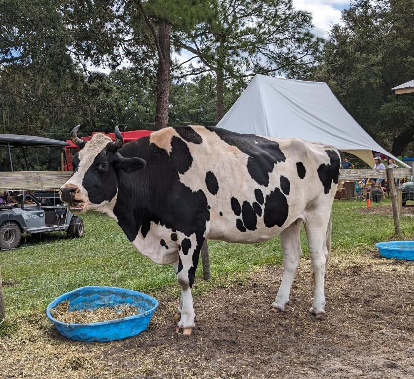 una vaca parada junto a un plato azul de comida en Rooterville Animal Sanctuary, en Melrose