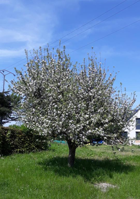 Zahrada ubytování Villa Franzen