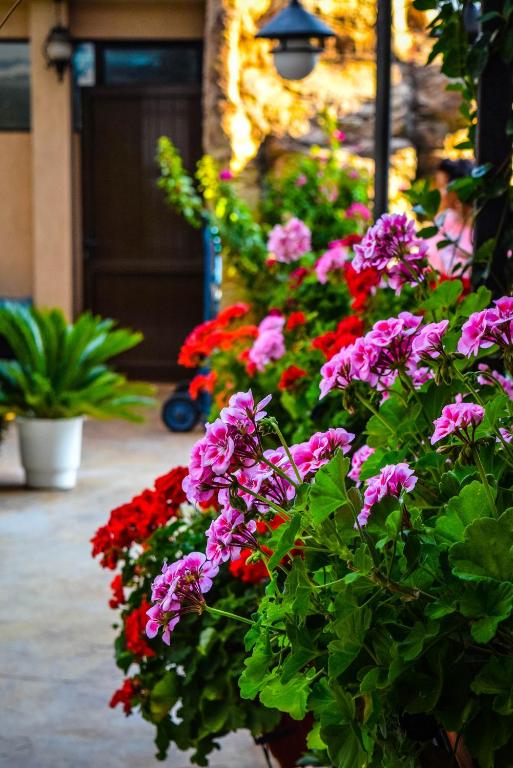 Zahrada ubytování Karolina Hotel