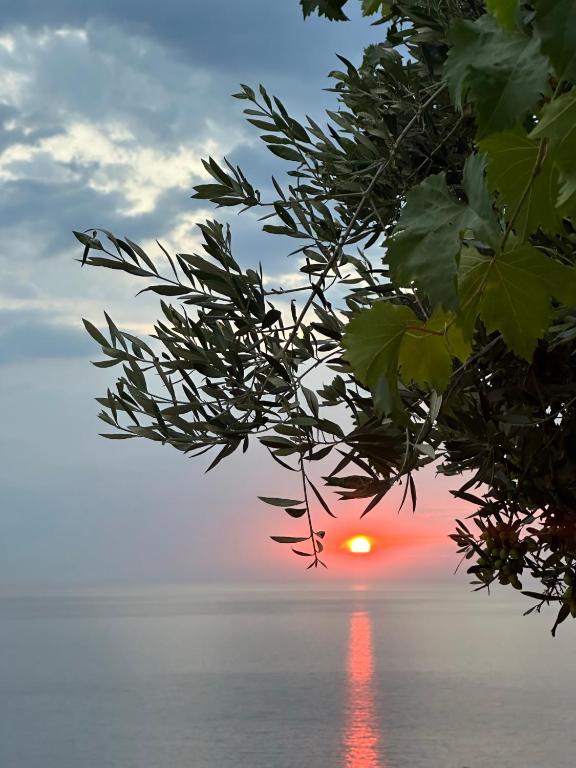 a sunset over the ocean seen through a tree at ELÉA Guesthouse himare in Himare