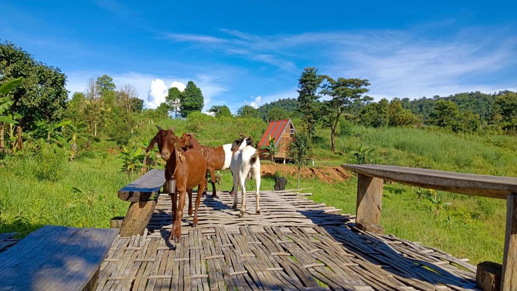 ไร่นิธิสุนทร nithisoonthon farmstay - 7